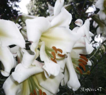 SEHNSUCHT - Wüste [CD] (ONLINE ORDER ONLY)