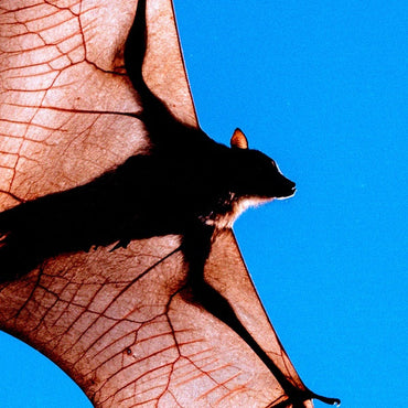 SHEN - Tia Tua [Vinyl]