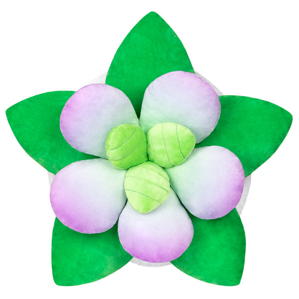 Squishable Succulent (Standard) (ONLINE ORDER ONLY)