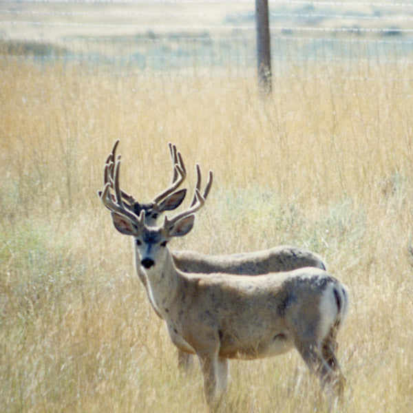 #/TAU - BORIS HEGENBART - First / Dew, The Hikuioto Selection [Vinyl] (ONLINE ORDER ONLY)