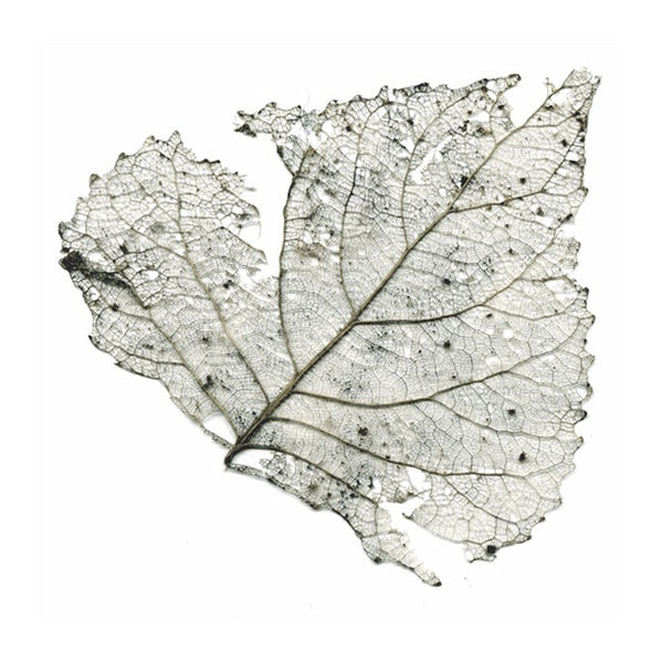 The Telescopes - Hungry Audio Tapes [Vinyl] (ONLINE ORDER ONLY)