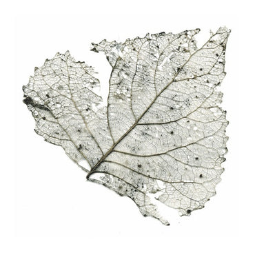 The Telescopes - Hungry Audio Tapes [Vinyl] (ONLINE ORDER ONLY)