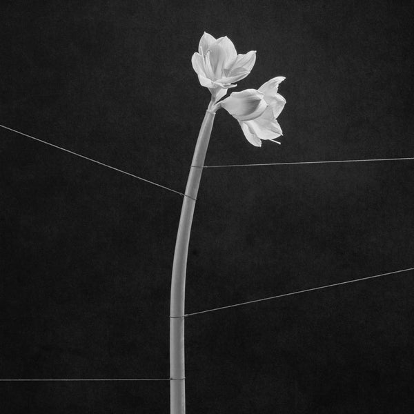 Dreamweaver [Vinyl] (ONLINE ORDER ONLY)