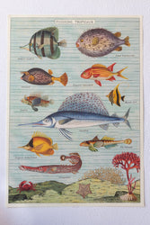 Tropical Fish Chart (ONLINE ORDER ONLY)
