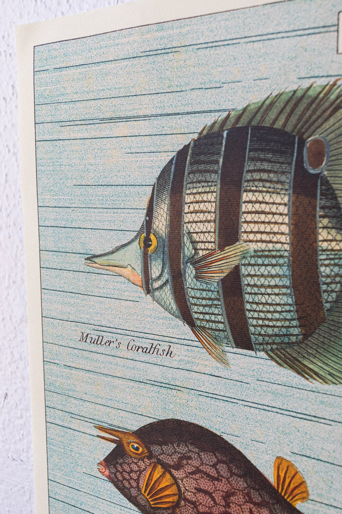 Tropical Fish Chart (ONLINE ORDER ONLY)