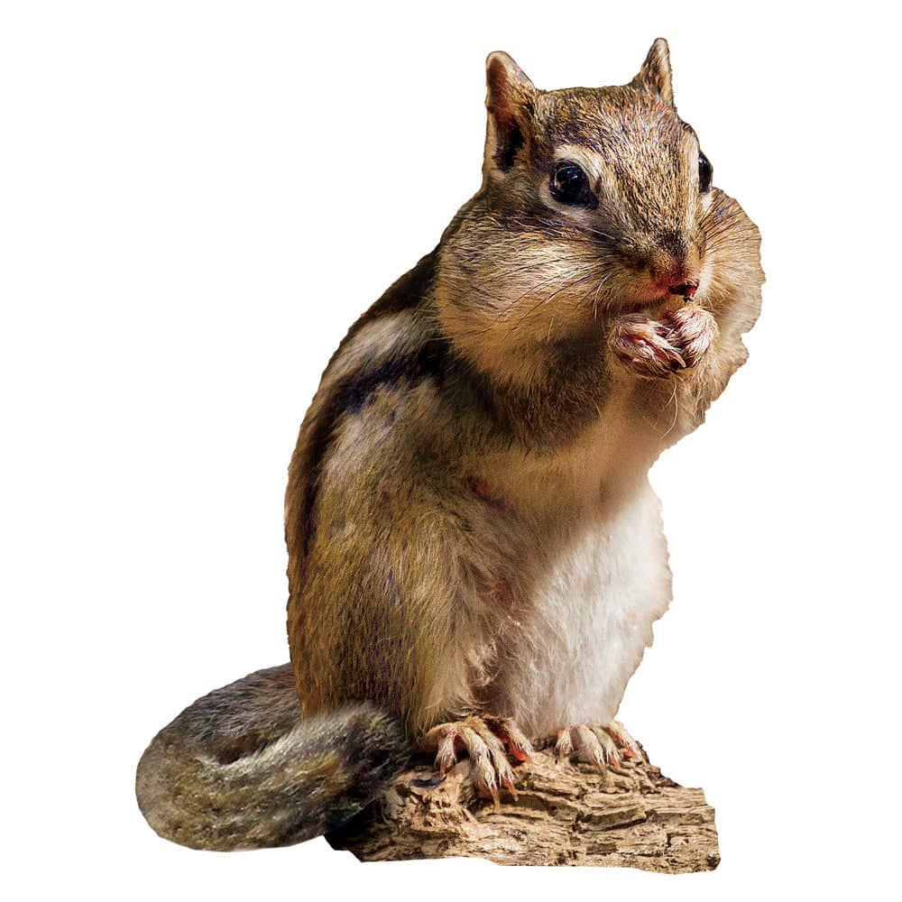 Chipmunk 100 Piece Shaped Jigsaw Puzzle