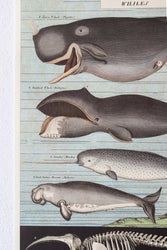 Whale Chart (ONLINE ORDER ONLY)