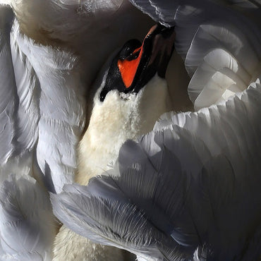 WILD TERRIER ORCHESTRA - Even The Chimera [Vinyl]