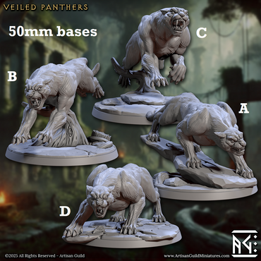 Wild Veiled Panthers (Online Only)