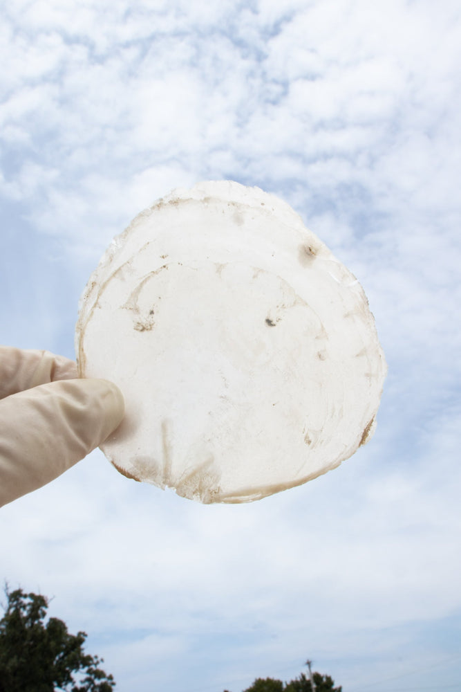 Windowpane Oyster Shell (Single) (ONLINE ORDER ONLY)