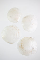 Windowpane Oyster Shell (Single) (ONLINE ORDER ONLY)