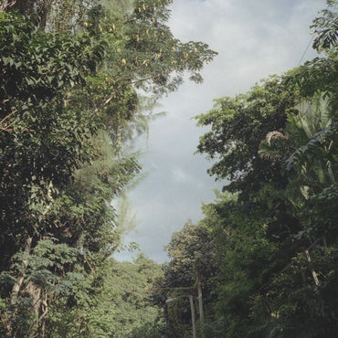 New Once [Vinyl] (ONLINE ORDER ONLY)