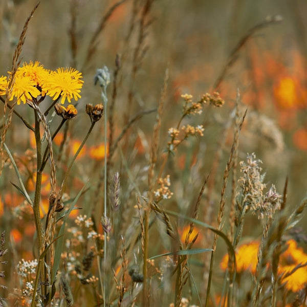 ZEITKRATZER - Reinhold Friedl: Scarlatti [Vinyl] (ONLINE ORDER ONLY)