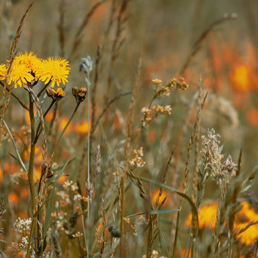 ZEITKRATZER - Reinhold Friedl: Scarlatti [Vinyl] (ONLINE ORDER ONLY)